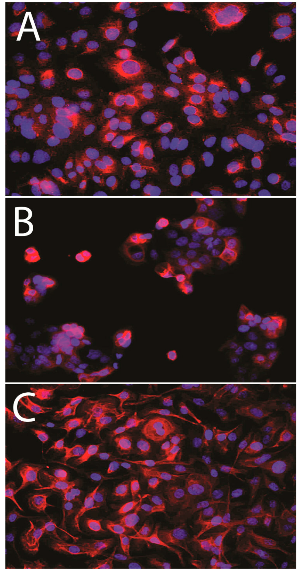 Ijms 15 23074 g002 1024