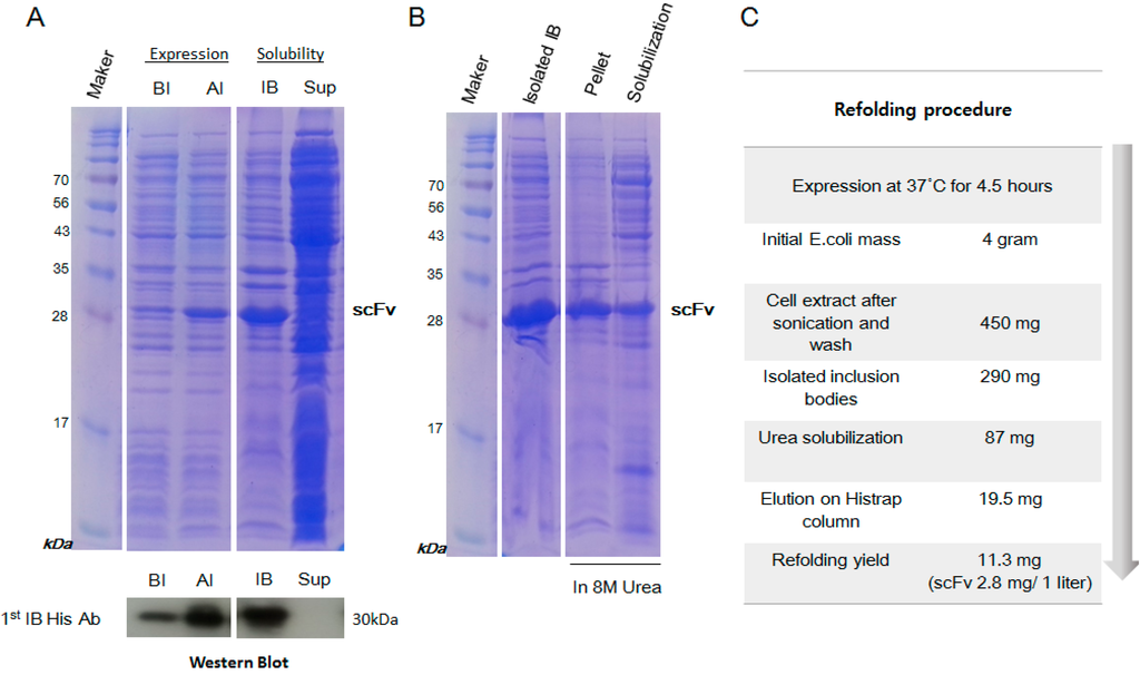 Ijms 15 23658 g002 1024