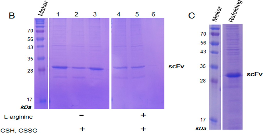 Ijms 15 23658 g003b 1024