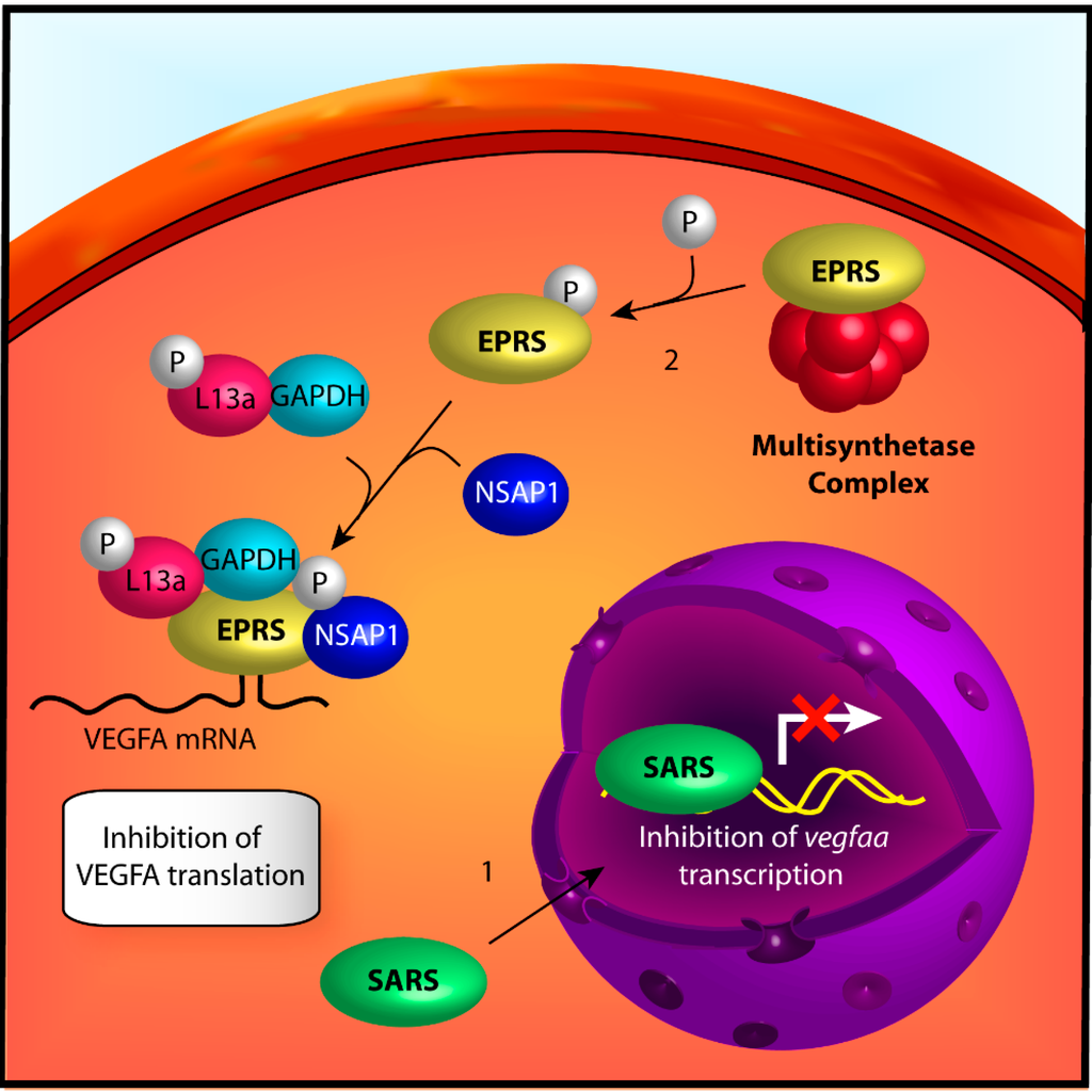 Ijms 15 23725 g002 1024