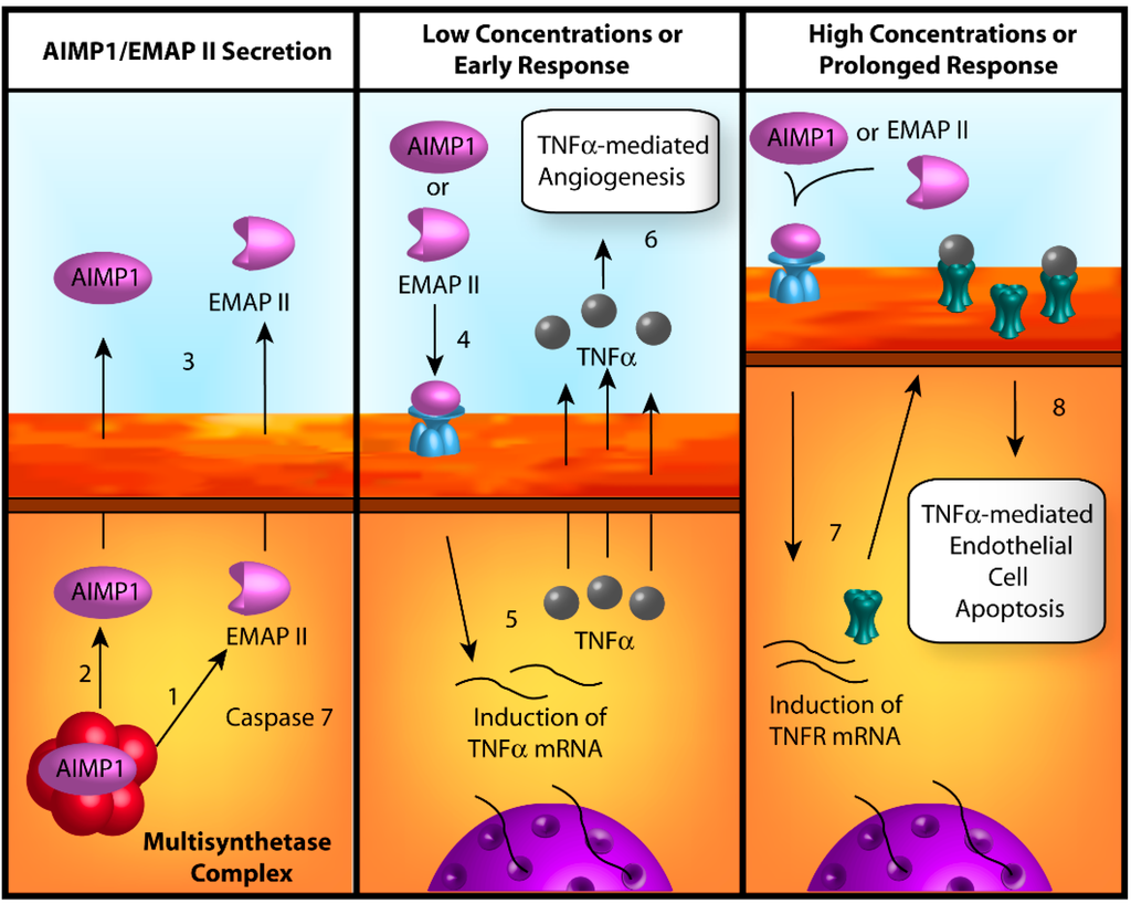Ijms 15 23725 g003 1024
