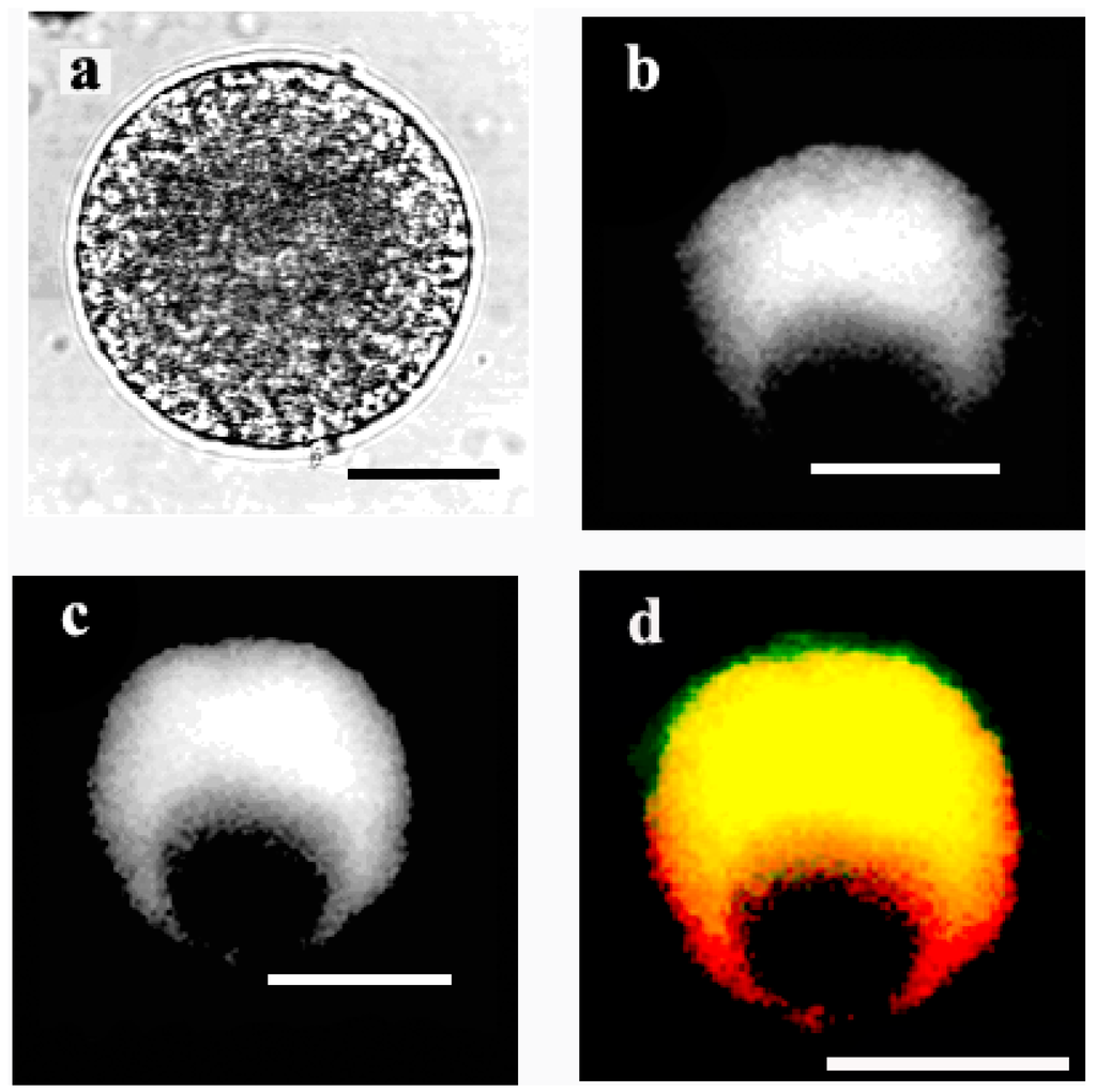 Ijms 15 23766 g008 1024