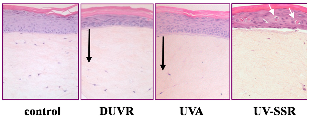 Ijms 16 00068 g003 1024