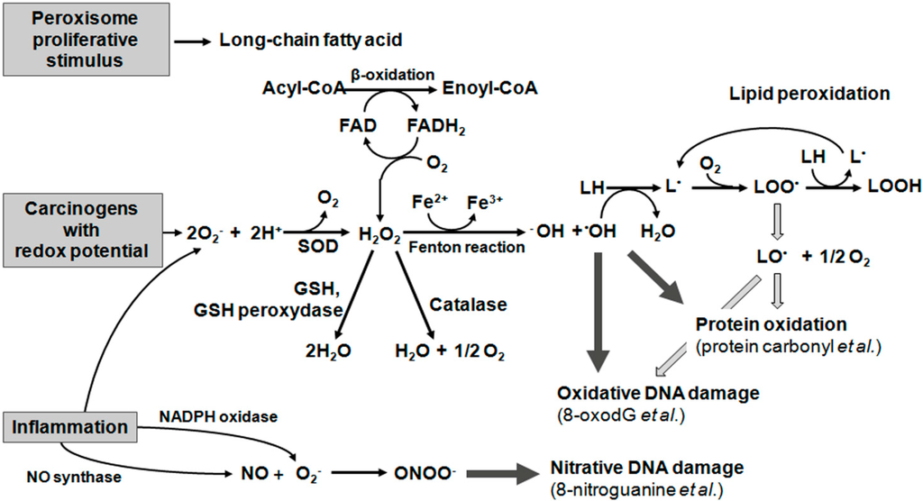 Ijms 16 00193 g002 1024