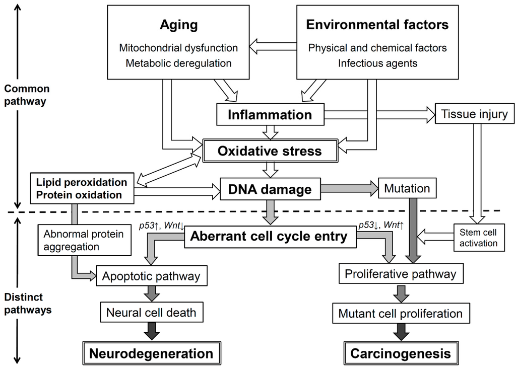 Ijms 16 00193 g005 1024