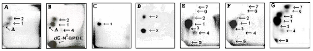 Ijms 16 00284 g002 1024