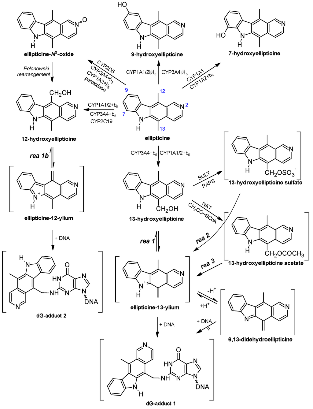 Ijms 16 00284 g003 1024