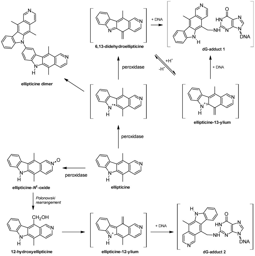 Ijms 16 00284 g004 1024