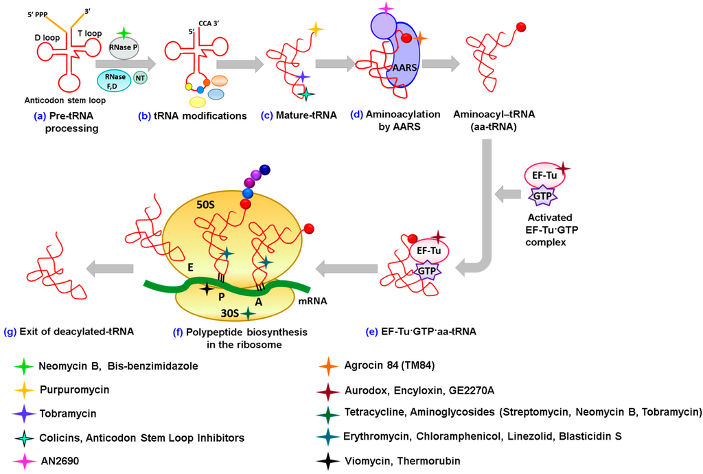 Ijms 16 00321 g001 1024