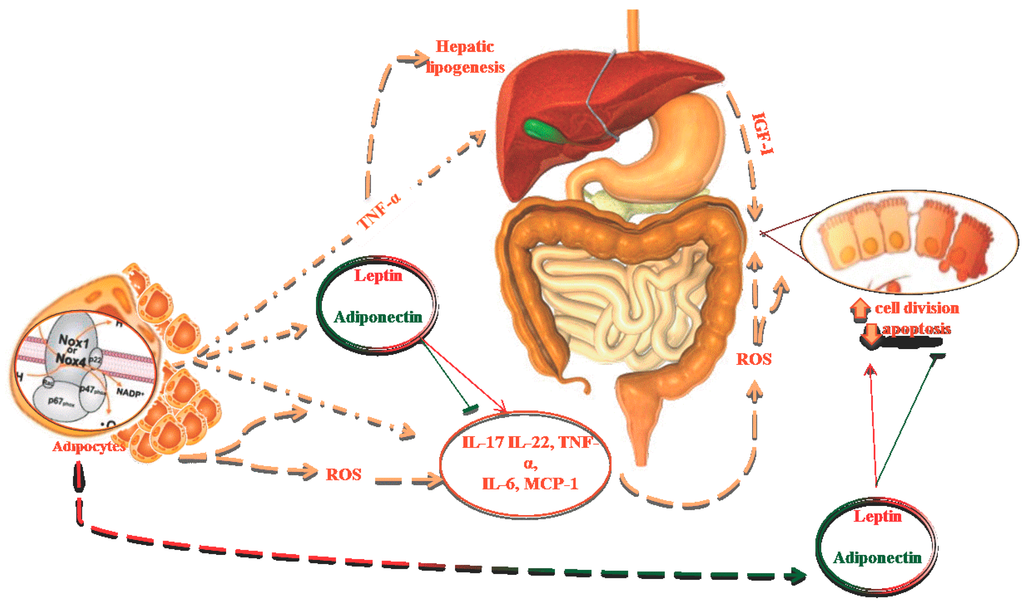 Ijms 16 00378 g001 1024