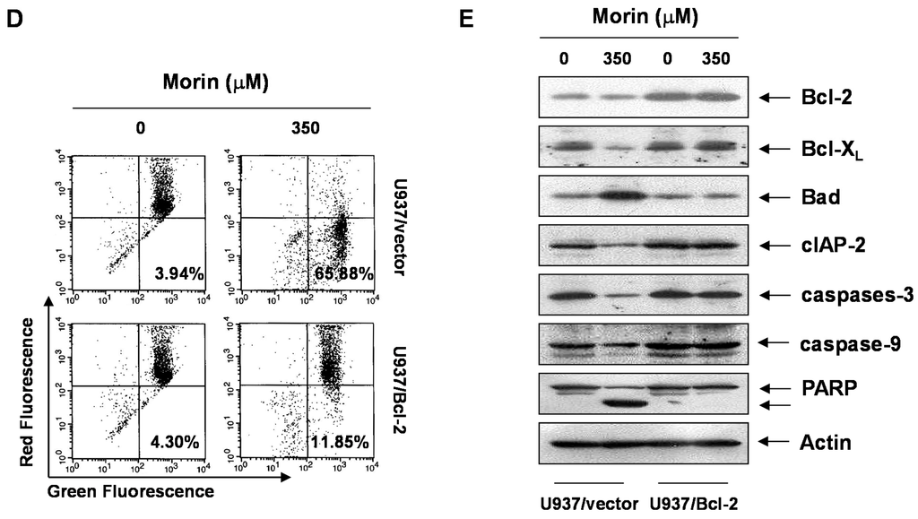 Ijms 16 00645 g005b 1024