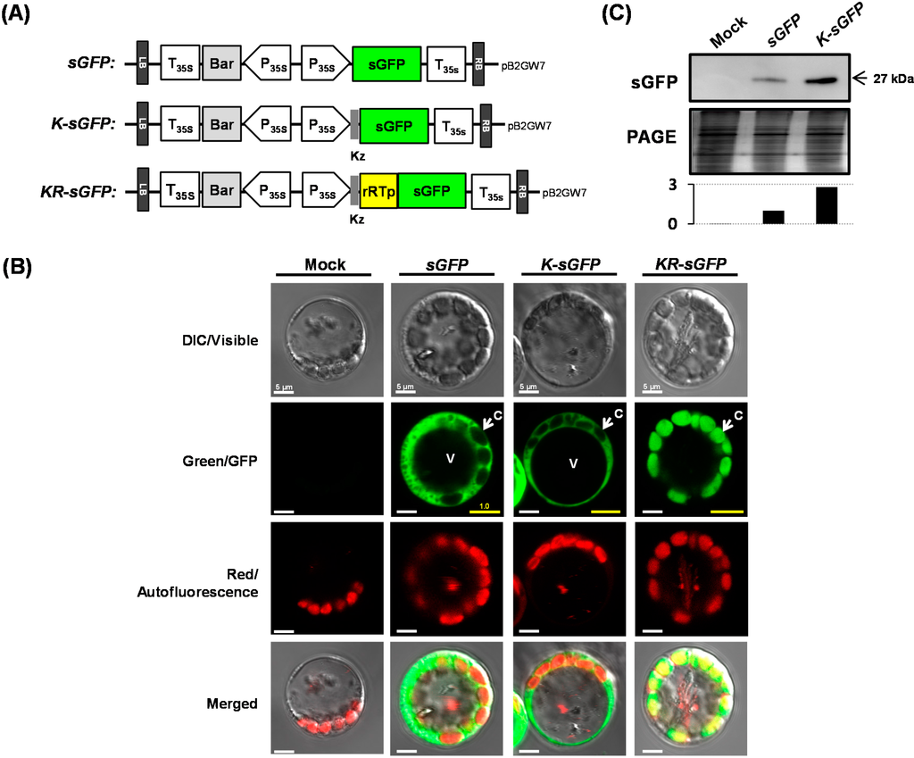 Ijms 16 00788 g001 1024