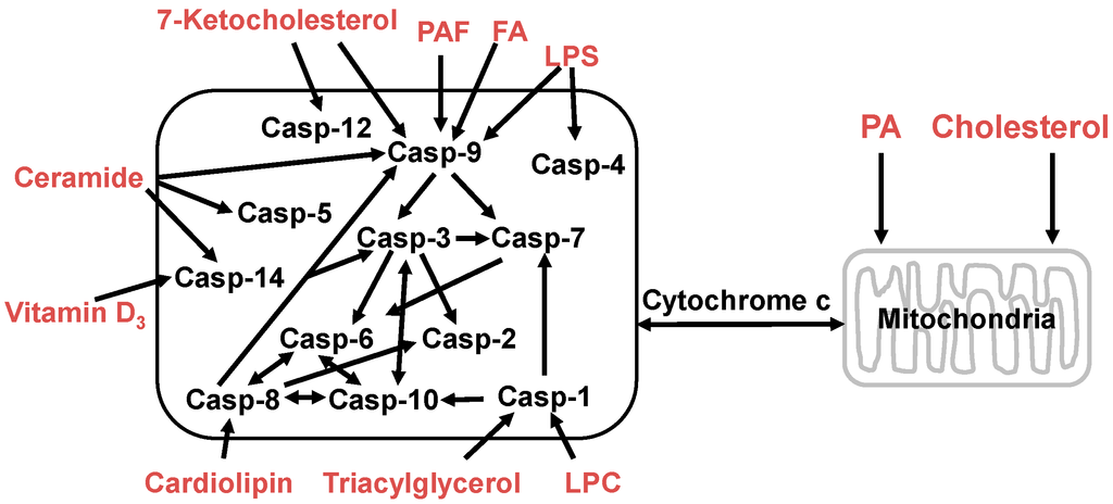 Ijms 16 00924 g004 1024