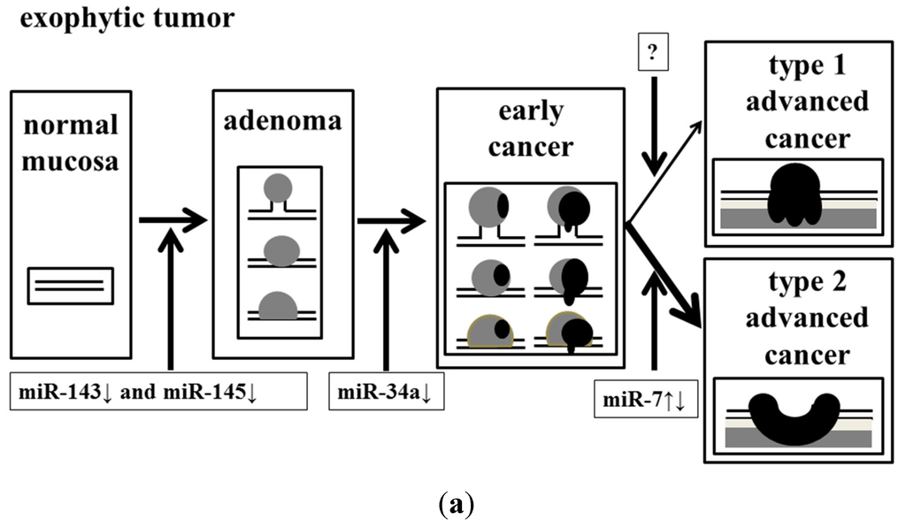 Ijms 16 01526 g005a 1024