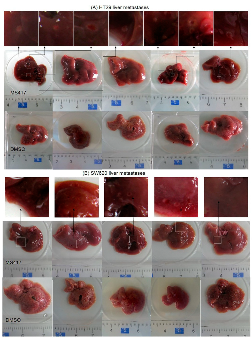 Ijms 16 01928 g005a 1024