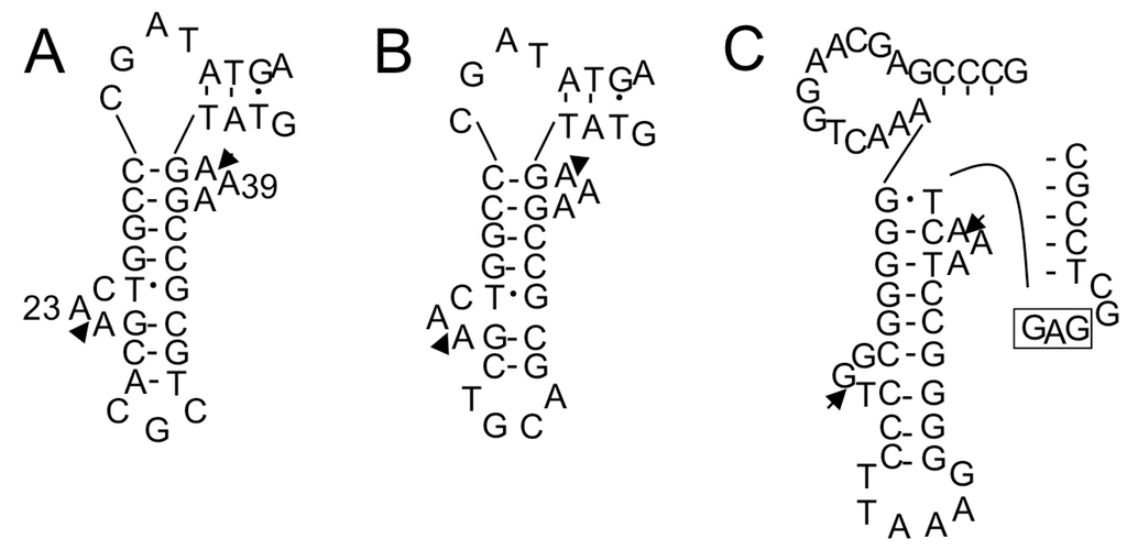 Ijms 16 02187 g007 1024