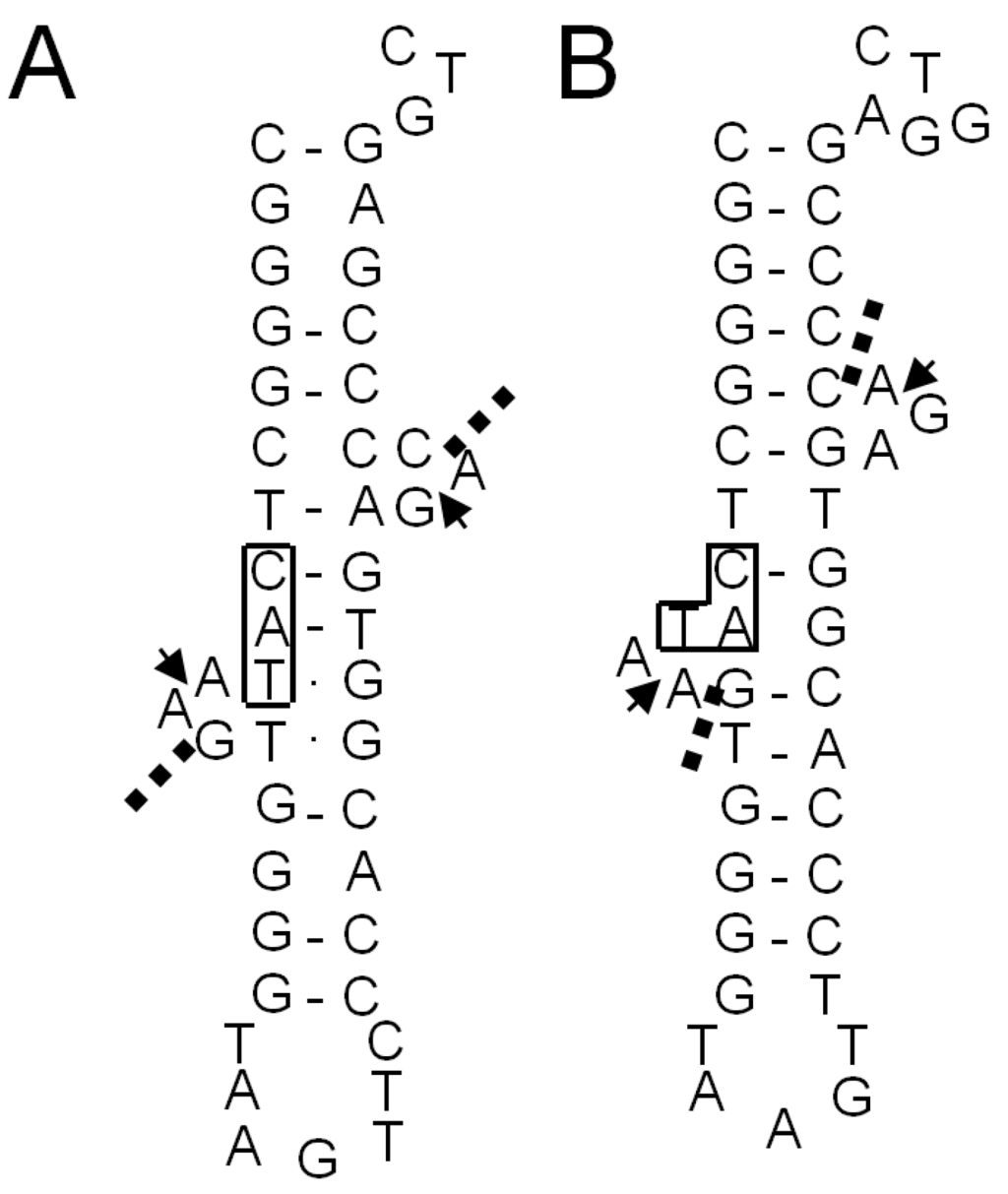 Ijms 16 02187 g008 1024