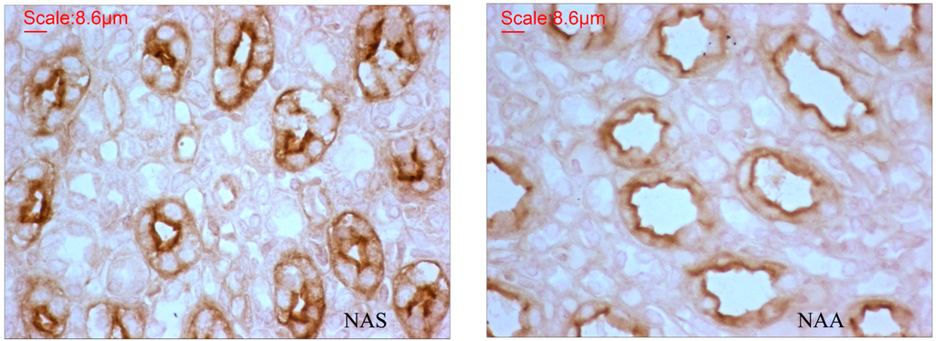 Ijms 16 02220 g004 1024