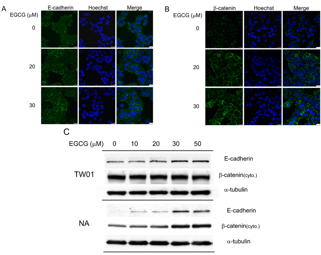 Ijms 16 02530 g003 1024