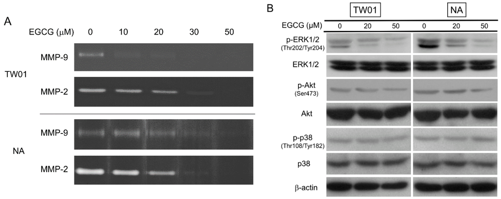 Ijms 16 02530 g004a 1024