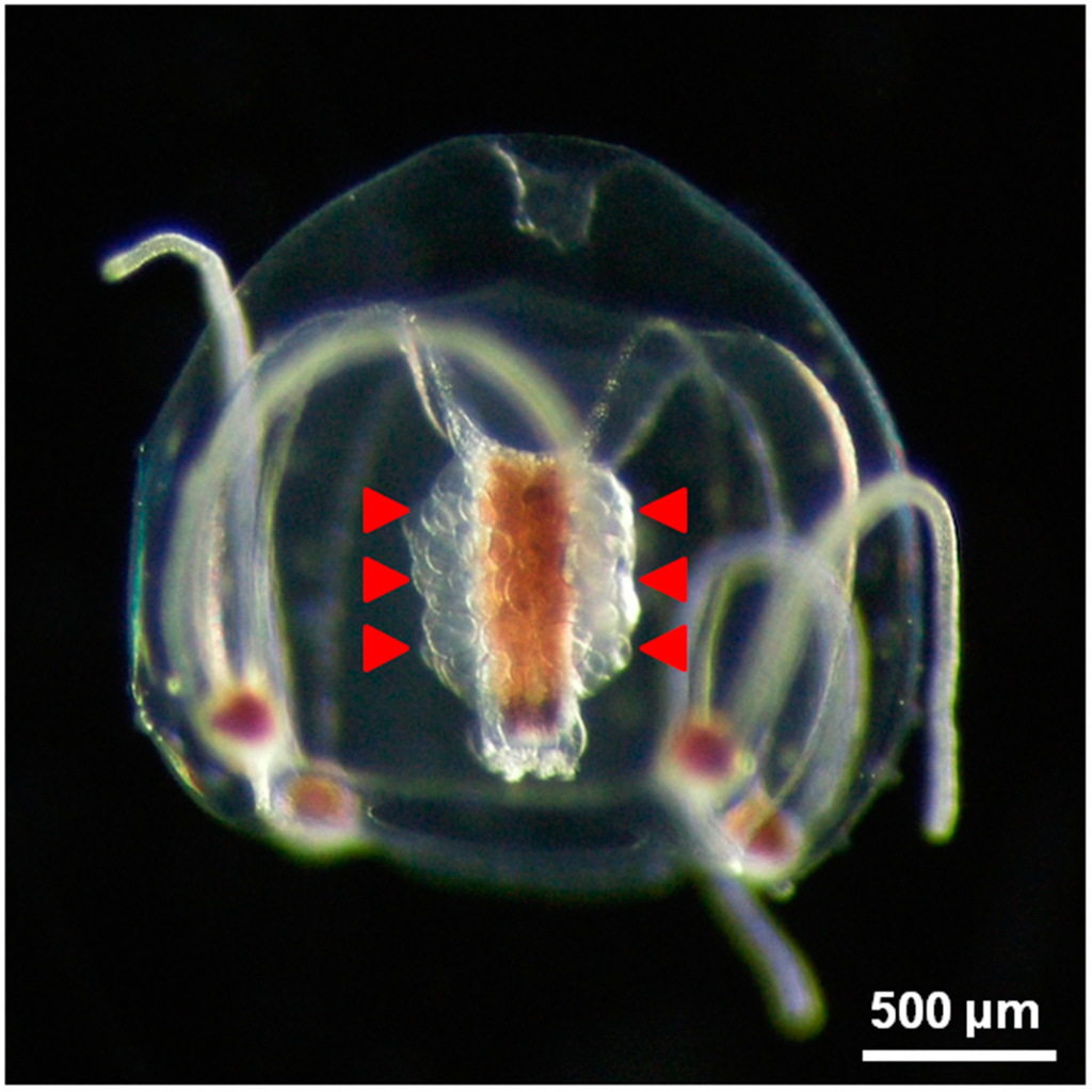 Ijms 16 02610 g001 1024