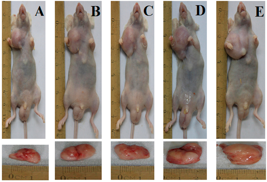 Ijms 16 02717 g002 1024