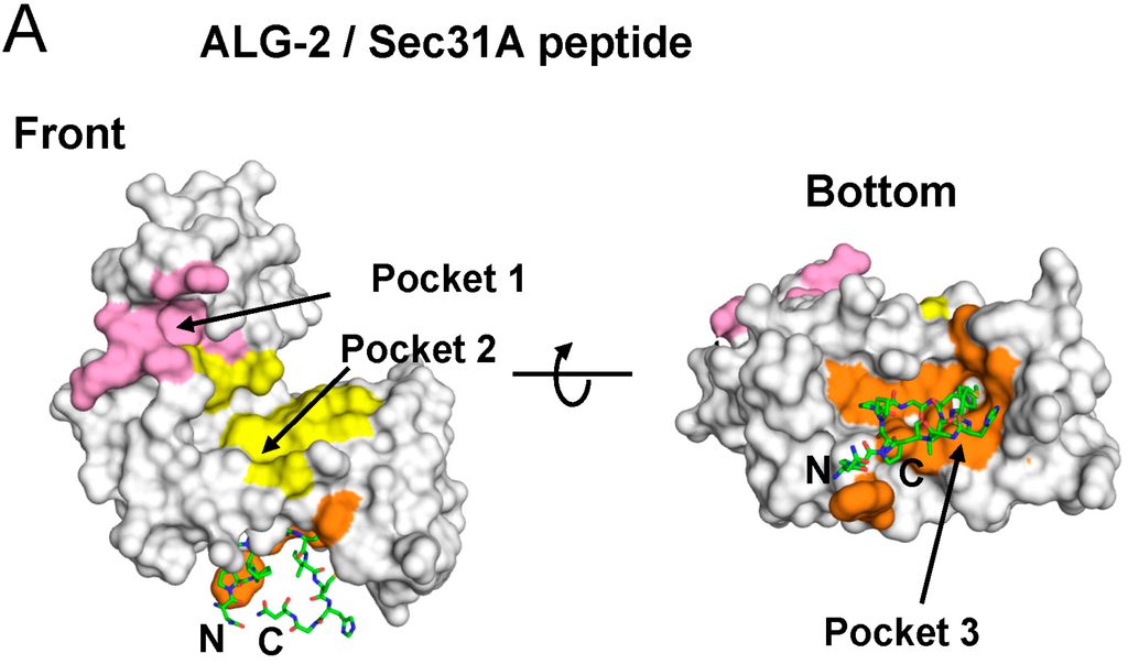 Ijms 16 03677 g004a 1024