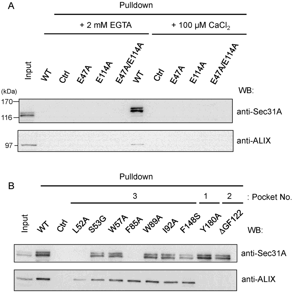 Ijms 16 03677 g006 1024