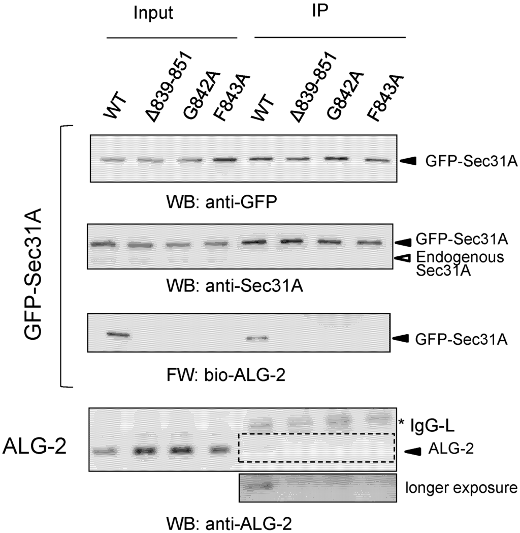 Ijms 16 03677 g007 1024