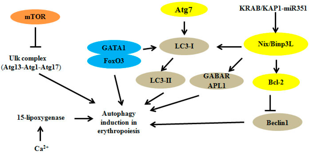 Ijms 16 04083 g001 1024