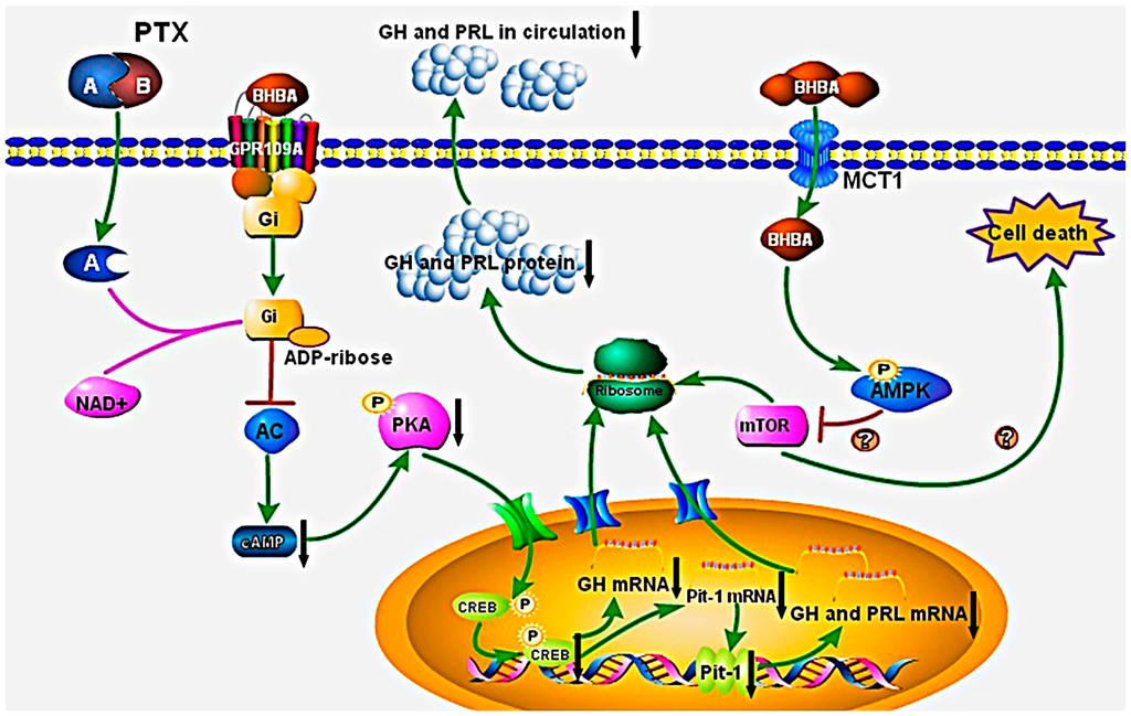 Ijms 16 04265 g008 1024