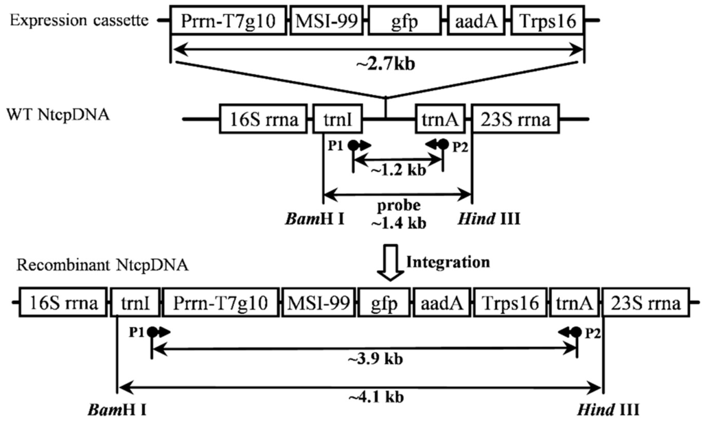 Ijms 16 04628 g001 1024