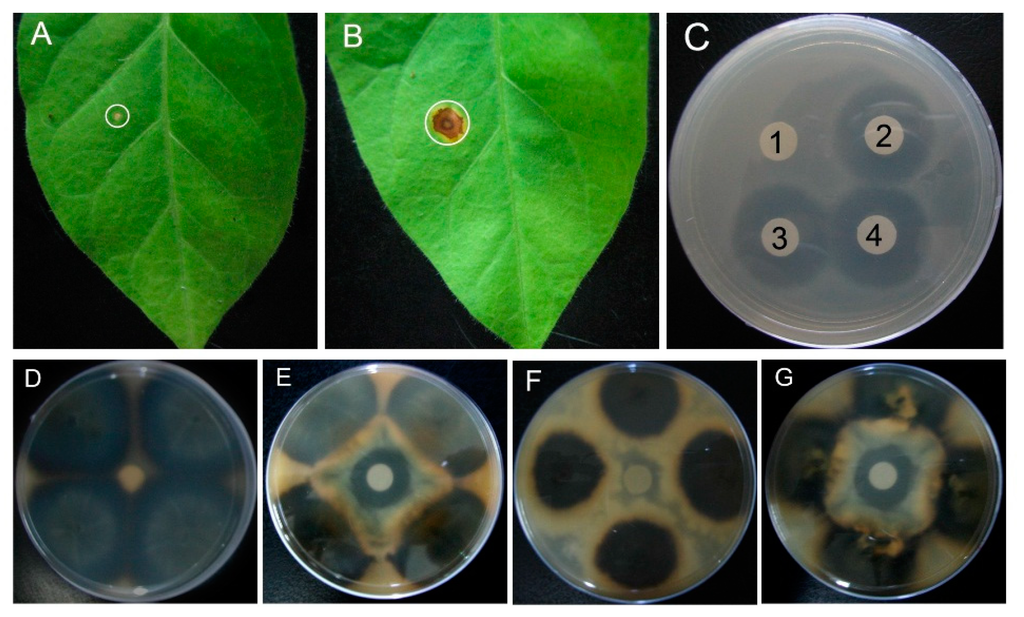 Ijms 16 04628 g005 1024