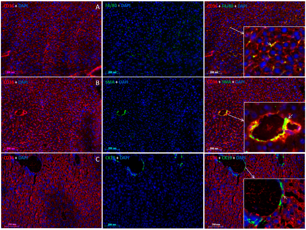 Ijms 16 04682 g005 1024