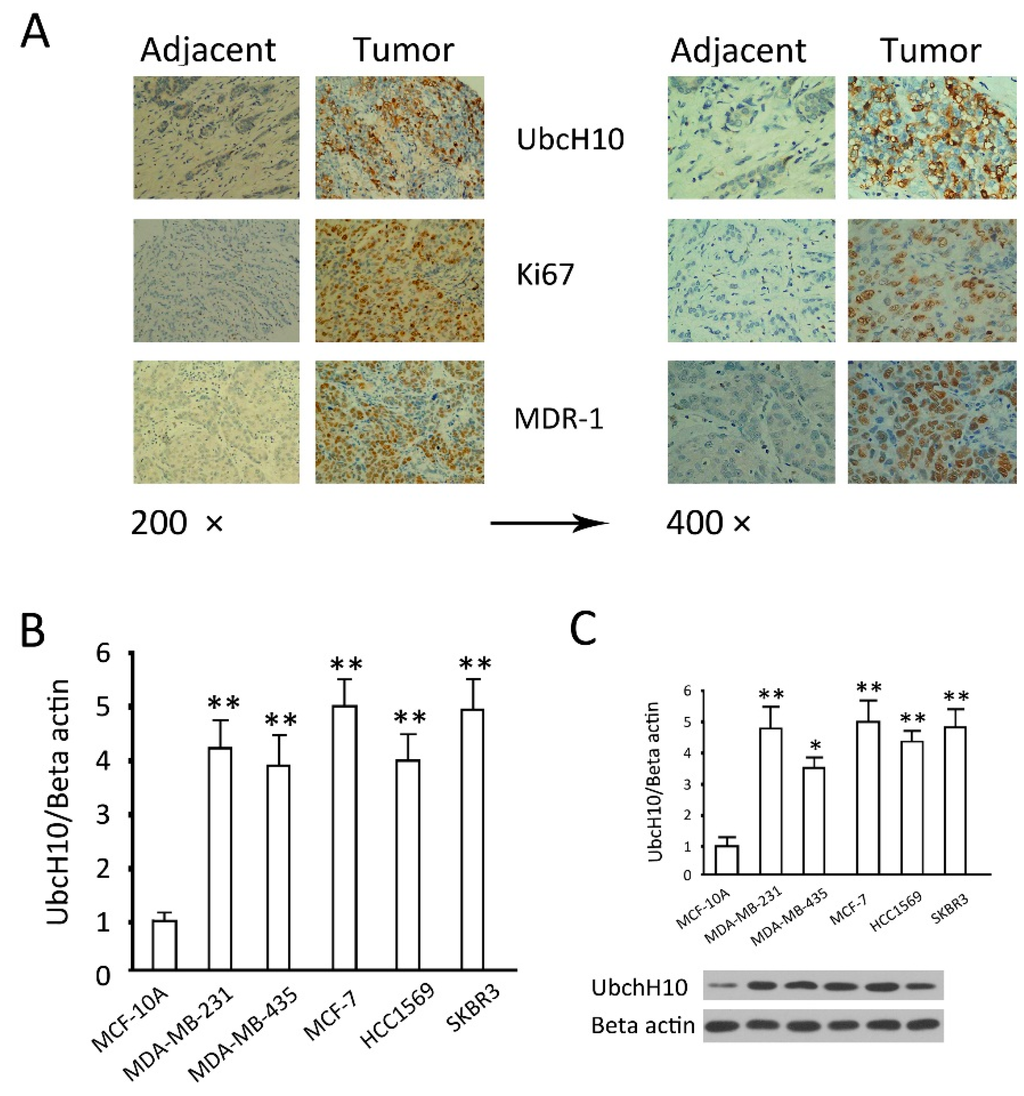 Ijms 16 04698 g001 1024