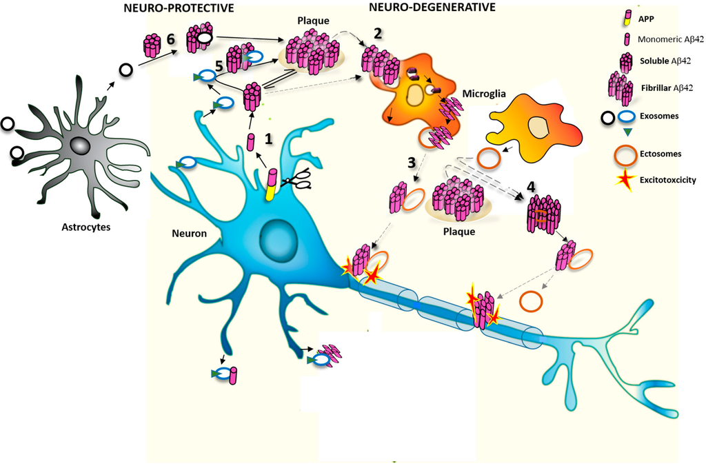Ijms 16 04800 g001 1024
