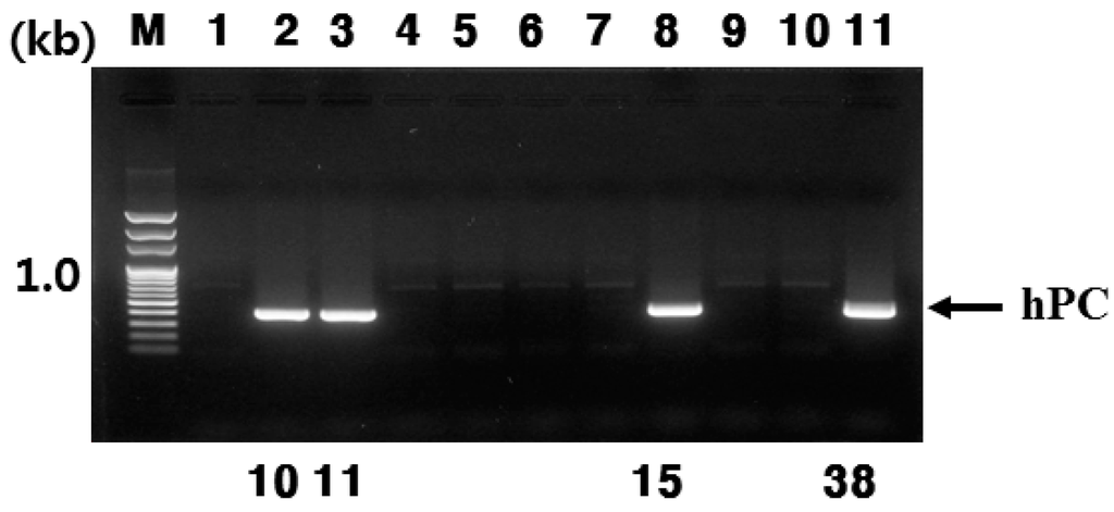 Ijms 16 04904 g001 1024