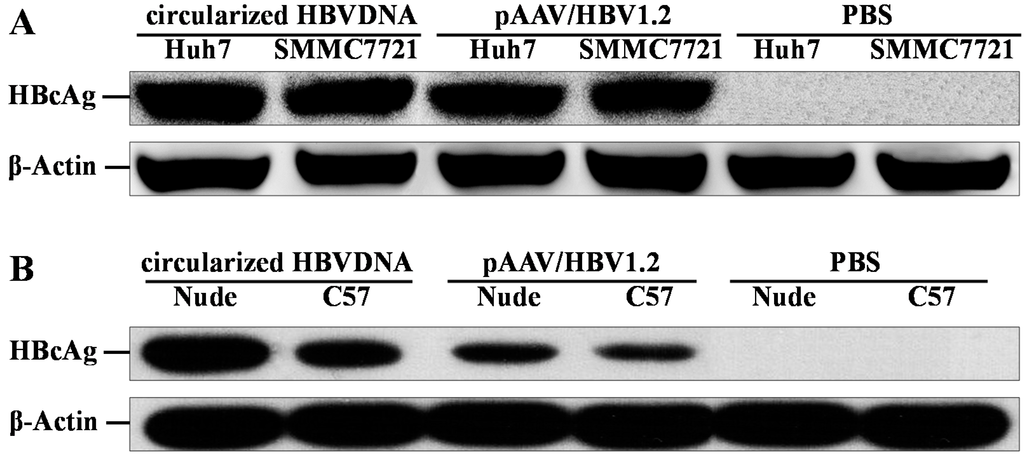 Ijms 16 05141 g004 1024