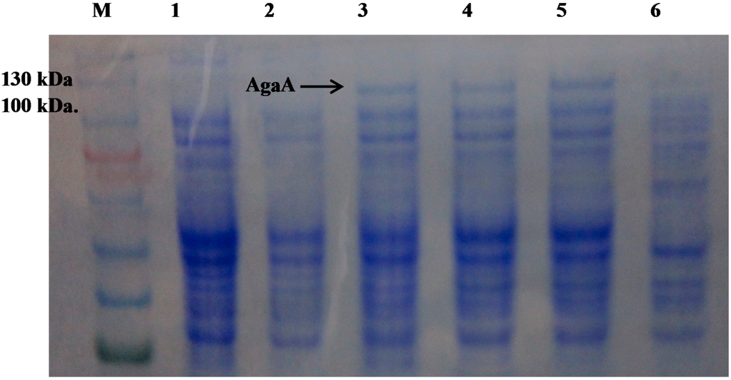 Ijms 16 05590 g003 1024