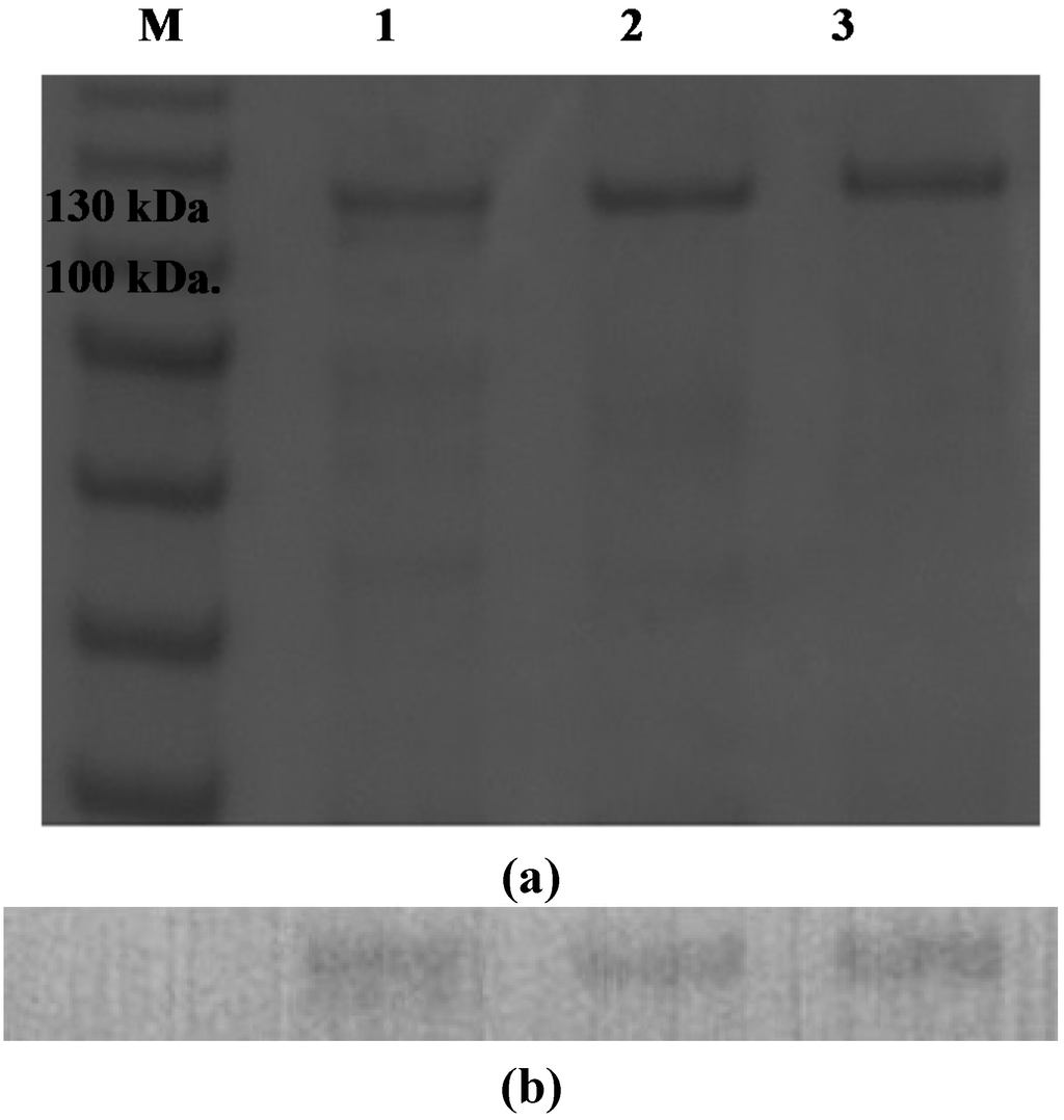 Ijms 16 05590 g004 1024
