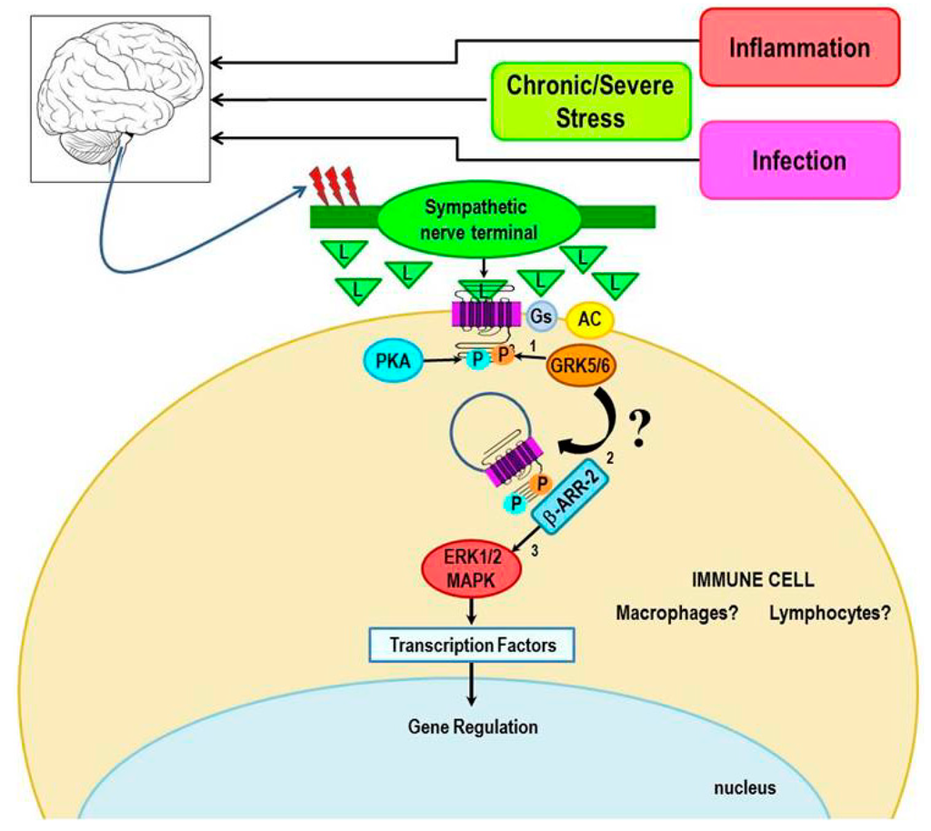 Ijms 16 05635 g007 1024