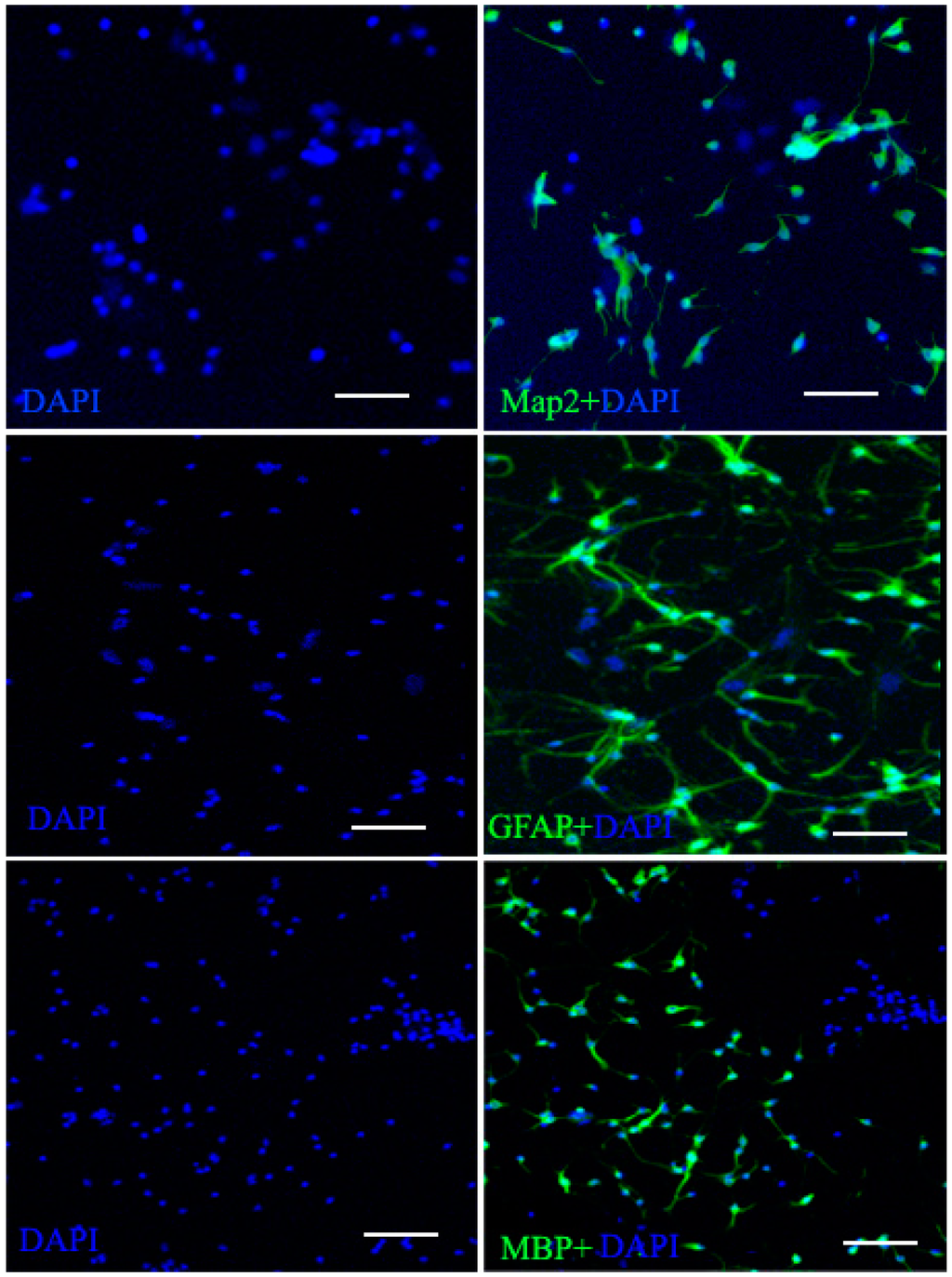 Ijms 16 05990 g003 1024