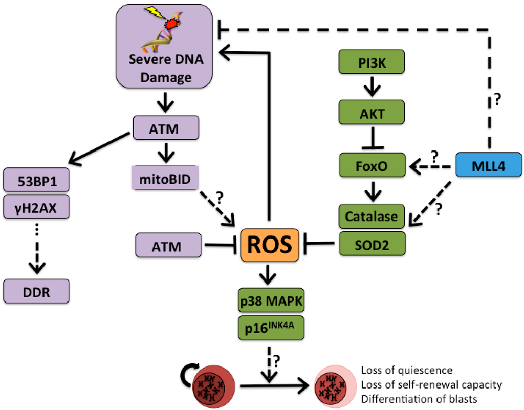 Ijms 16 06183 g001 1024