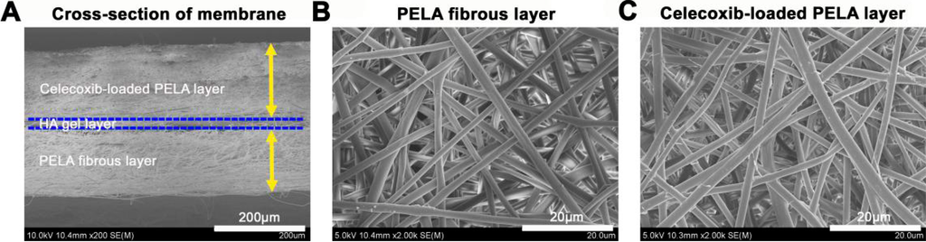 Ijms 16 06932 g001 1024