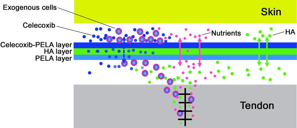 Ijms 16 06932 g005 1024