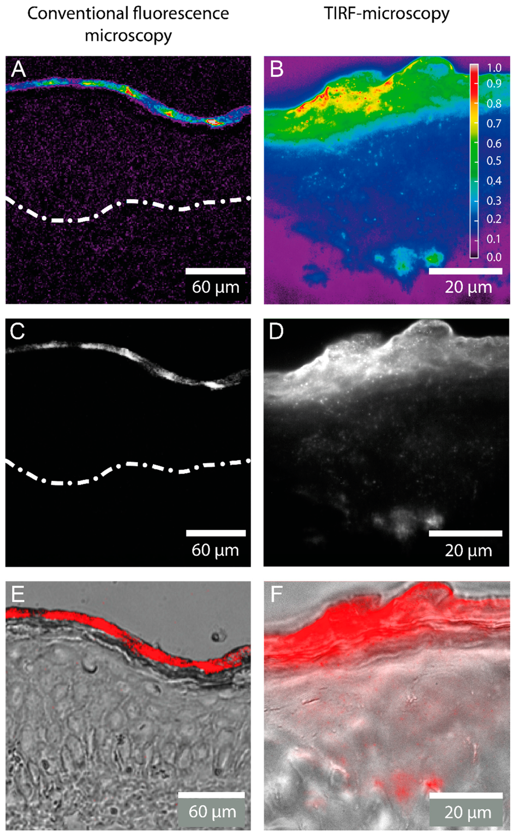 Ijms 16 06960 g002 1024