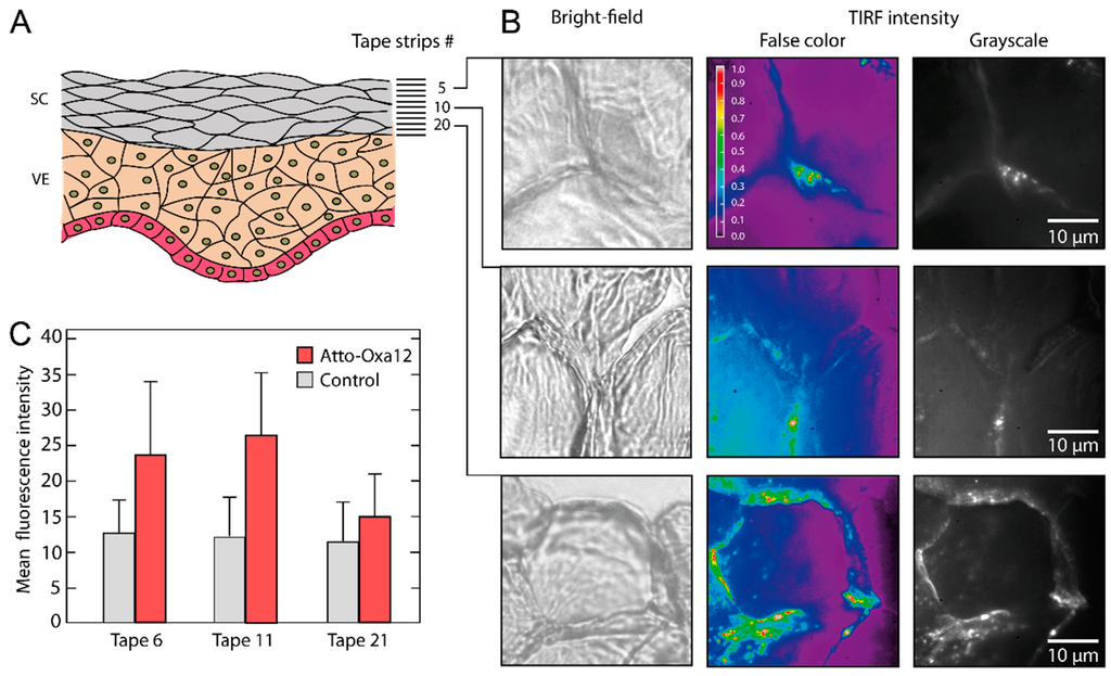 Ijms 16 06960 g003 1024