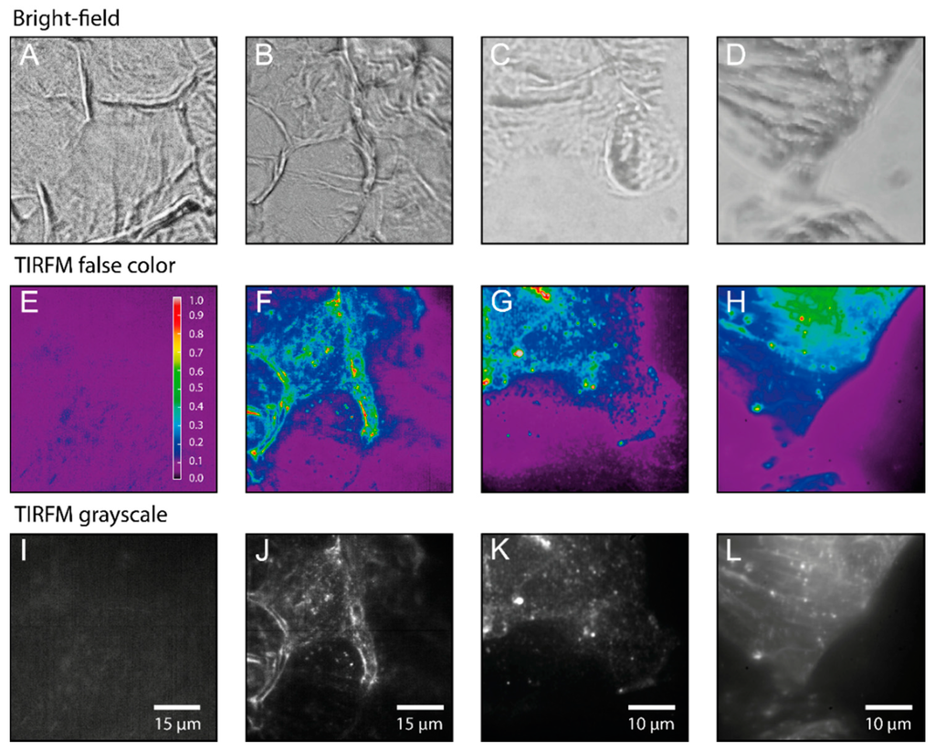 Ijms 16 06960 g004 1024