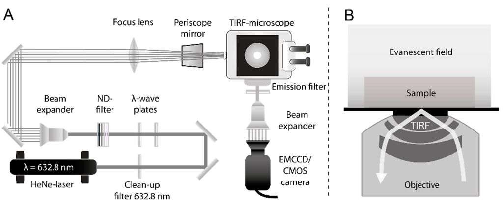 Ijms 16 06960 g008 1024