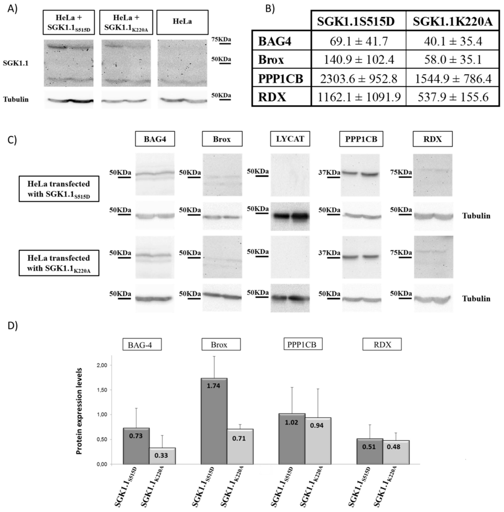 Ijms 16 07462 g002 1024